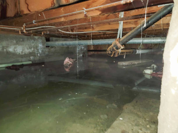 Best Water damage cleanup near me  in Wadena, MN